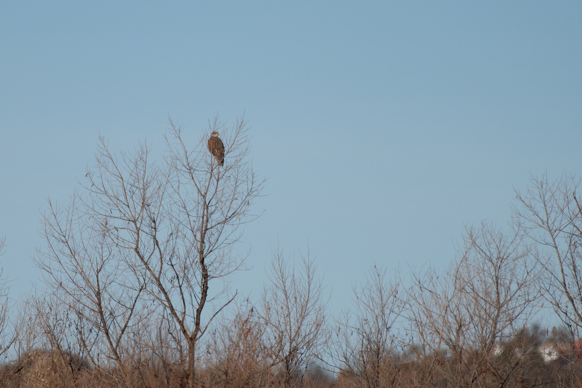 Ferruginous Hawk - ML634354876