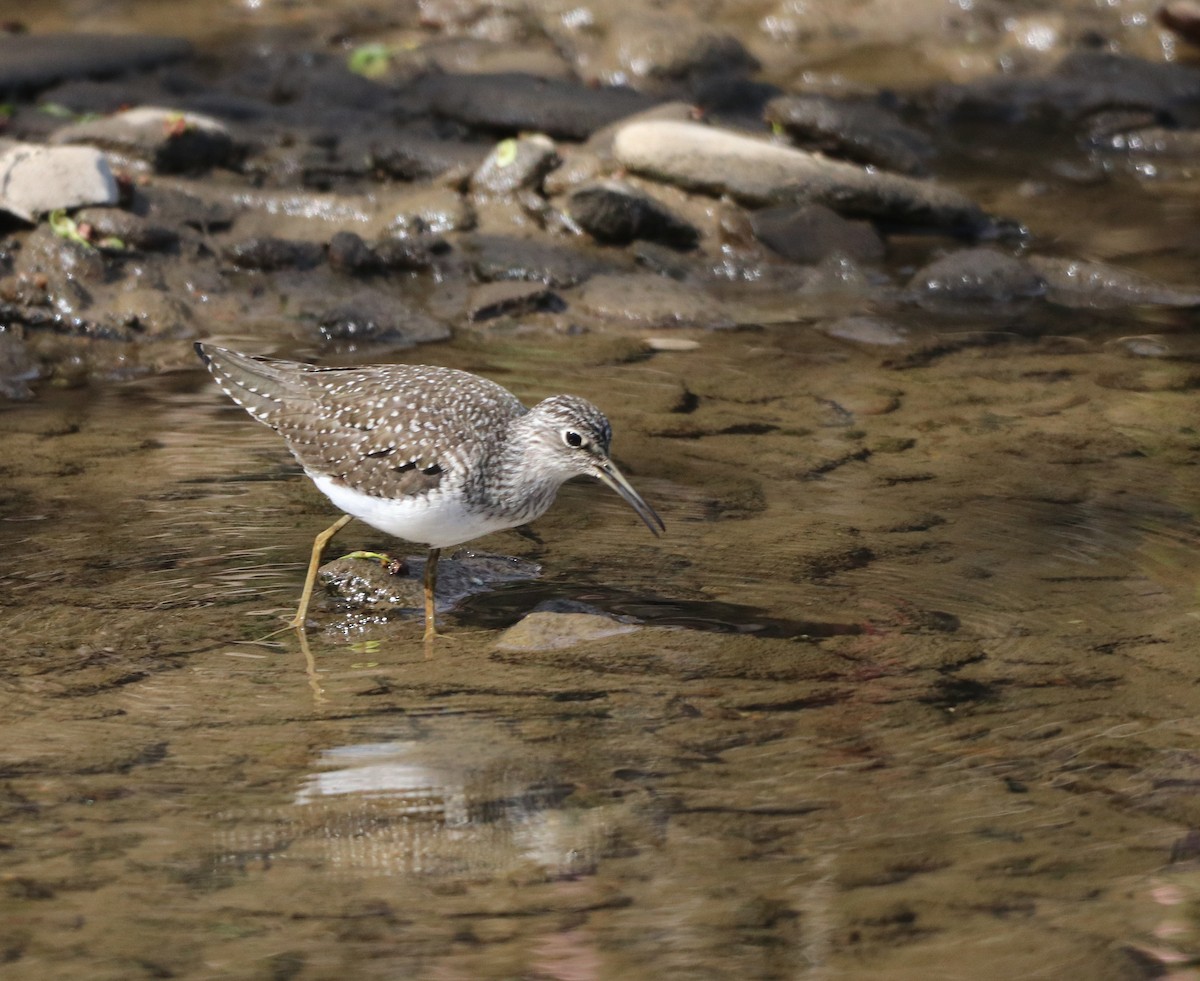 Solitary Sandpiper - ML634354905