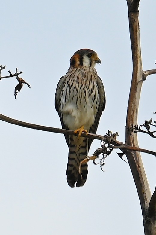 American Kestrel - ML634354917