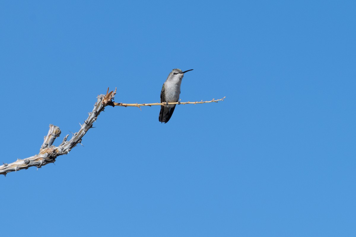 Costa's Hummingbird - ML634354927