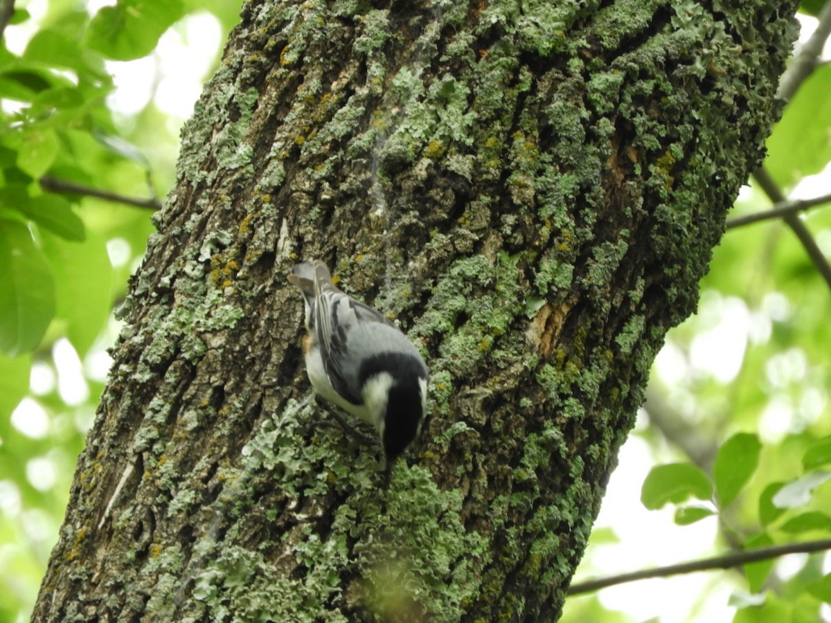 White-breasted Nuthatch - ML634354954