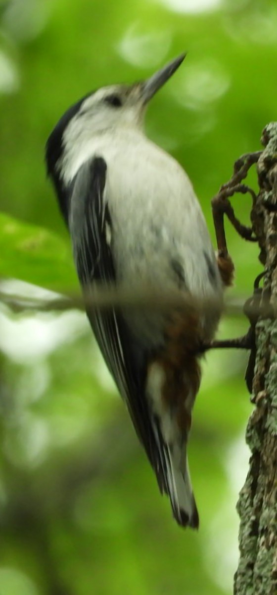 White-breasted Nuthatch - ML634354955