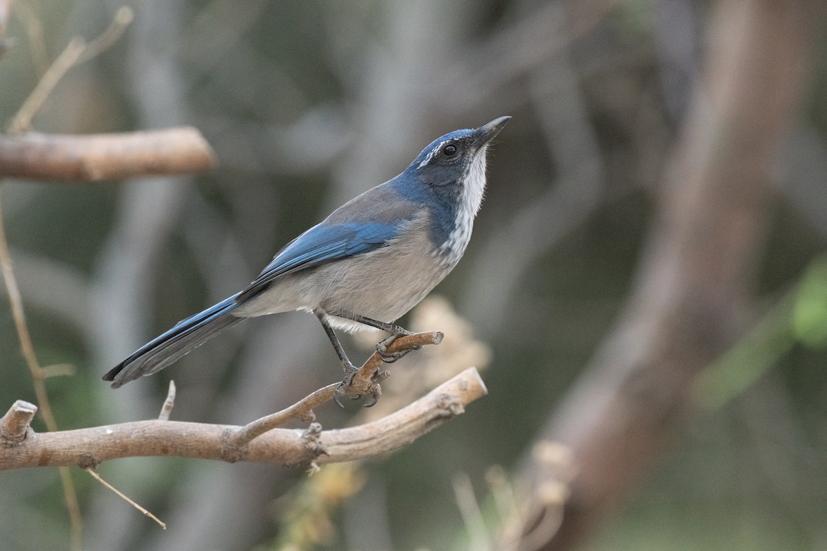 California Scrub-Jay - ML634355016