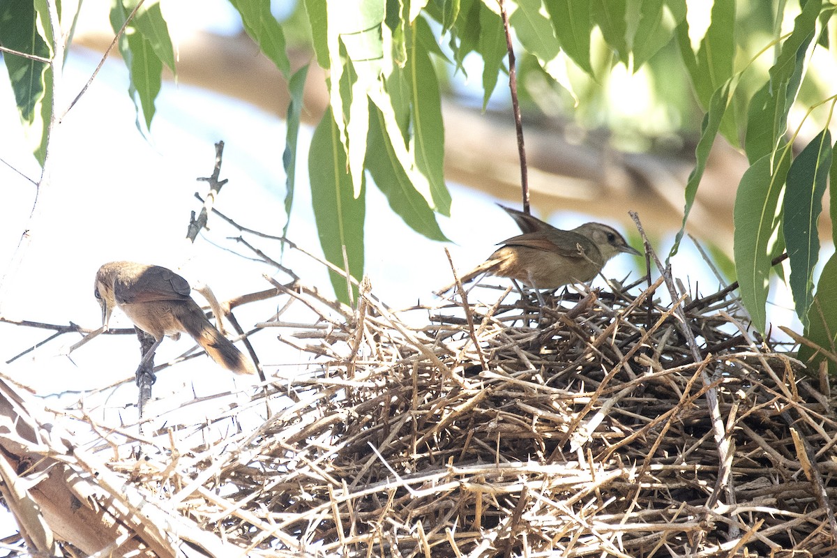 Rufous-fronted Thornbird (Rufous-winged) - ML634355034