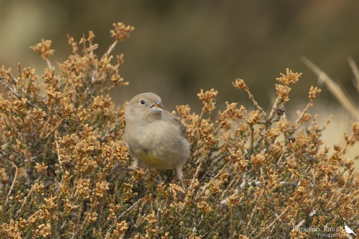 patagoniaspurv - ML634355052