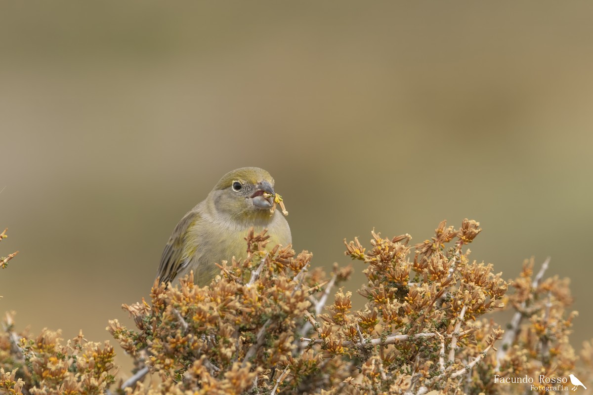 patagoniaspurv - ML634355057