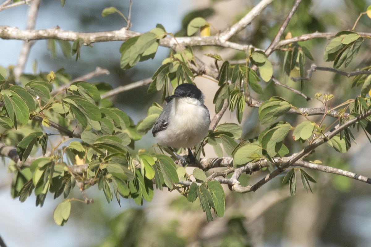 Tropical Gnatcatcher (atricapilla) - ML634355176