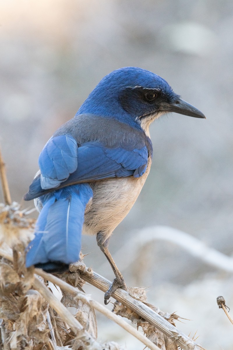 Island Scrub-Jay - ML634355249