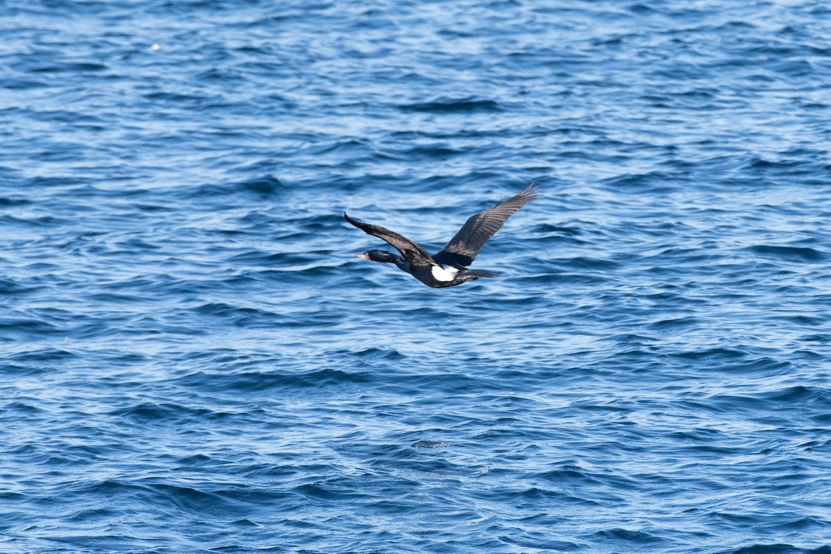 Pelagic Cormorant - ML634355297