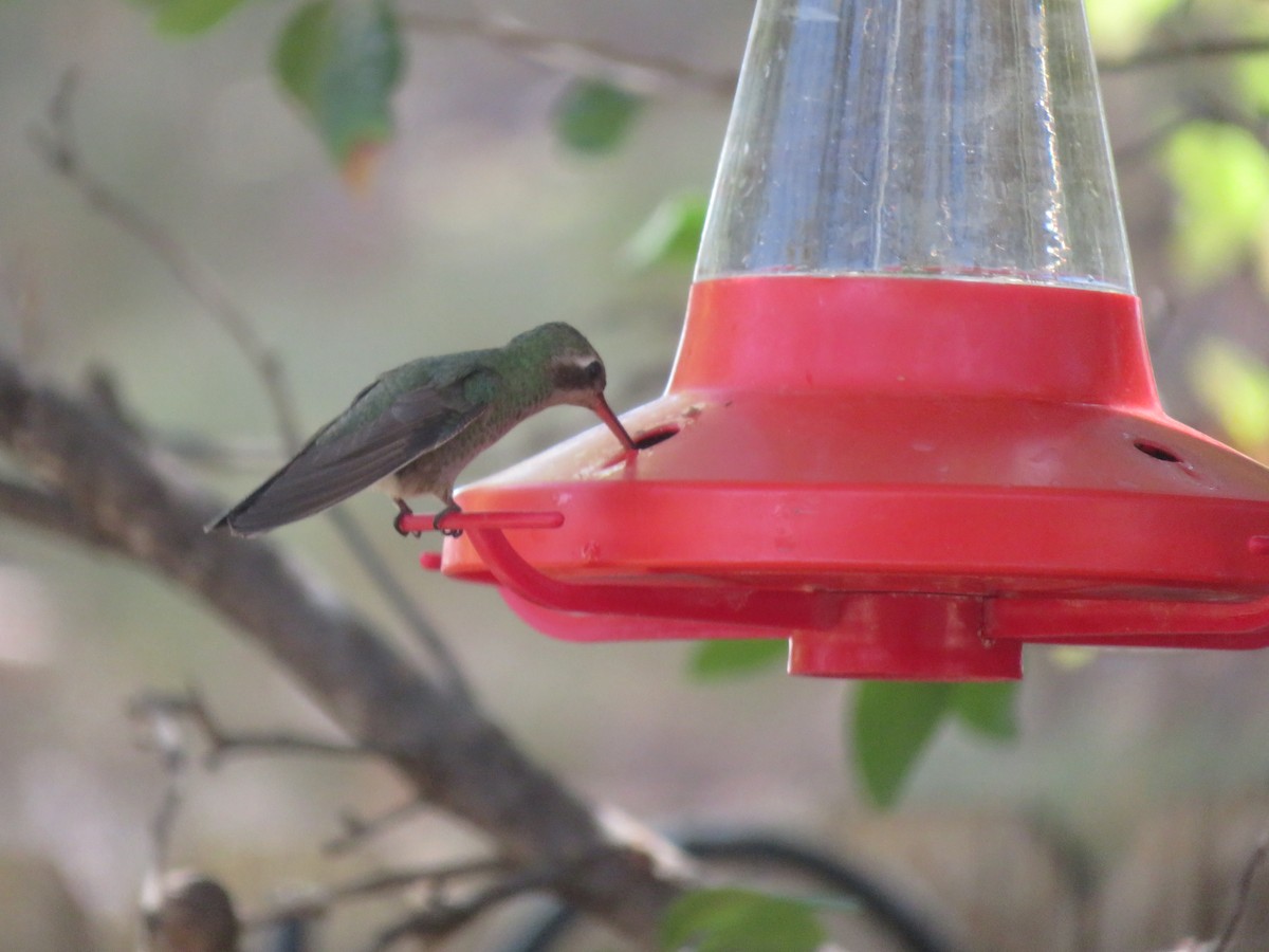 Broad-billed Hummingbird - ML634355363