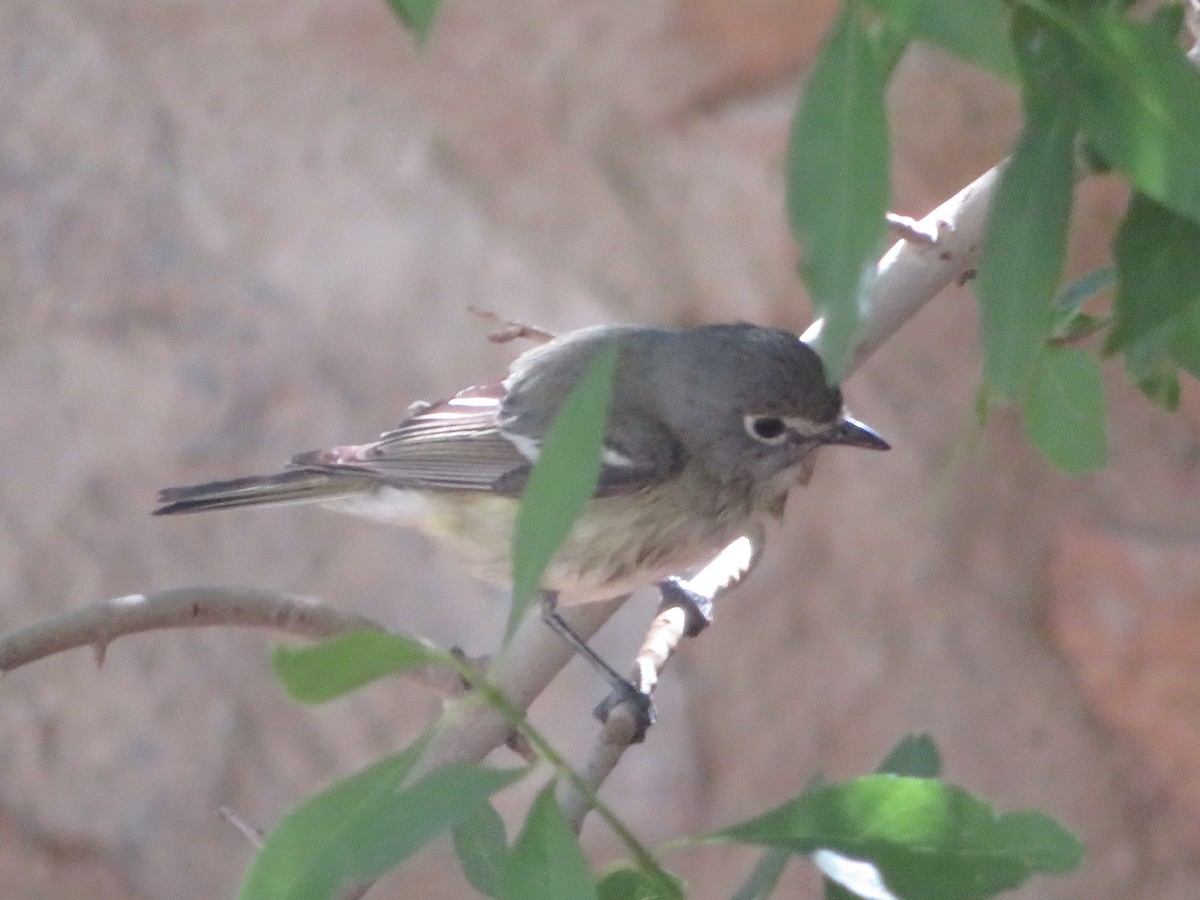 Plumbeous Vireo - ML634355379