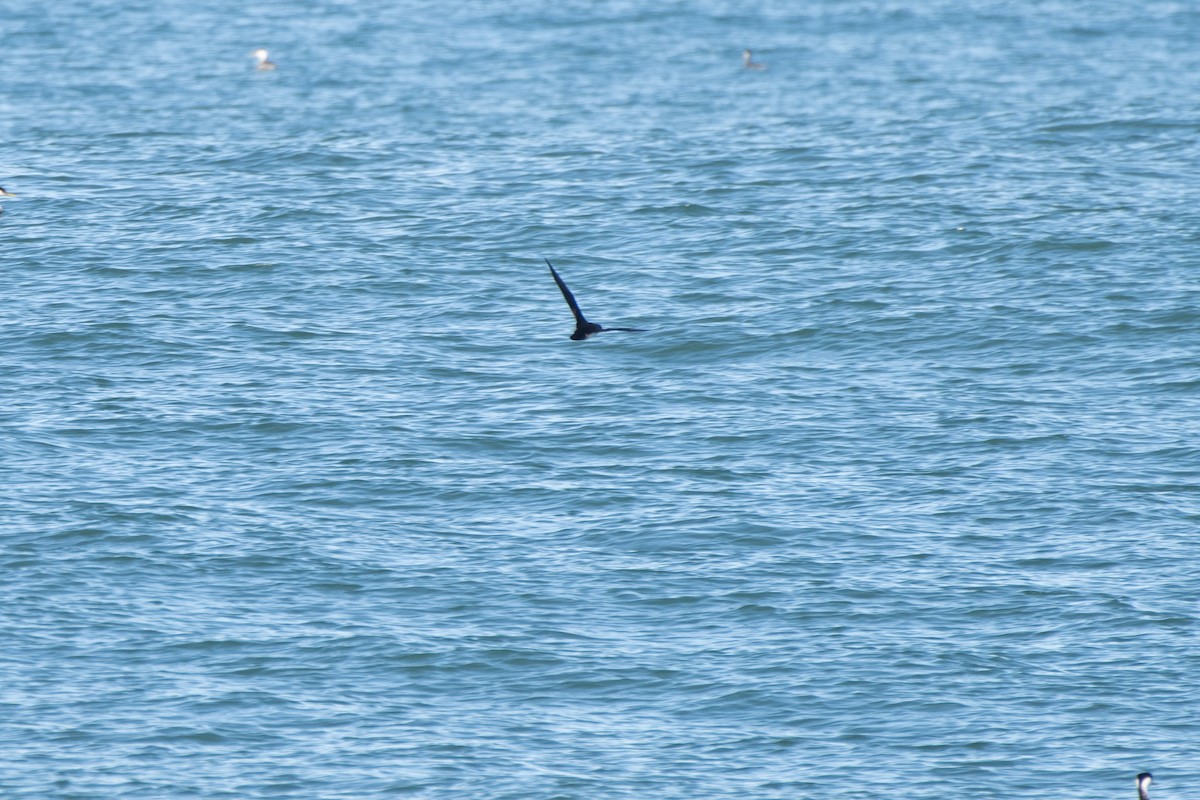 Black-vented Shearwater - ML634355394