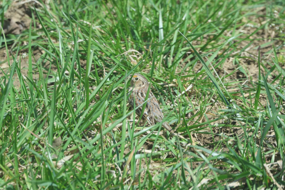 Grasshopper Sparrow - ML634355396