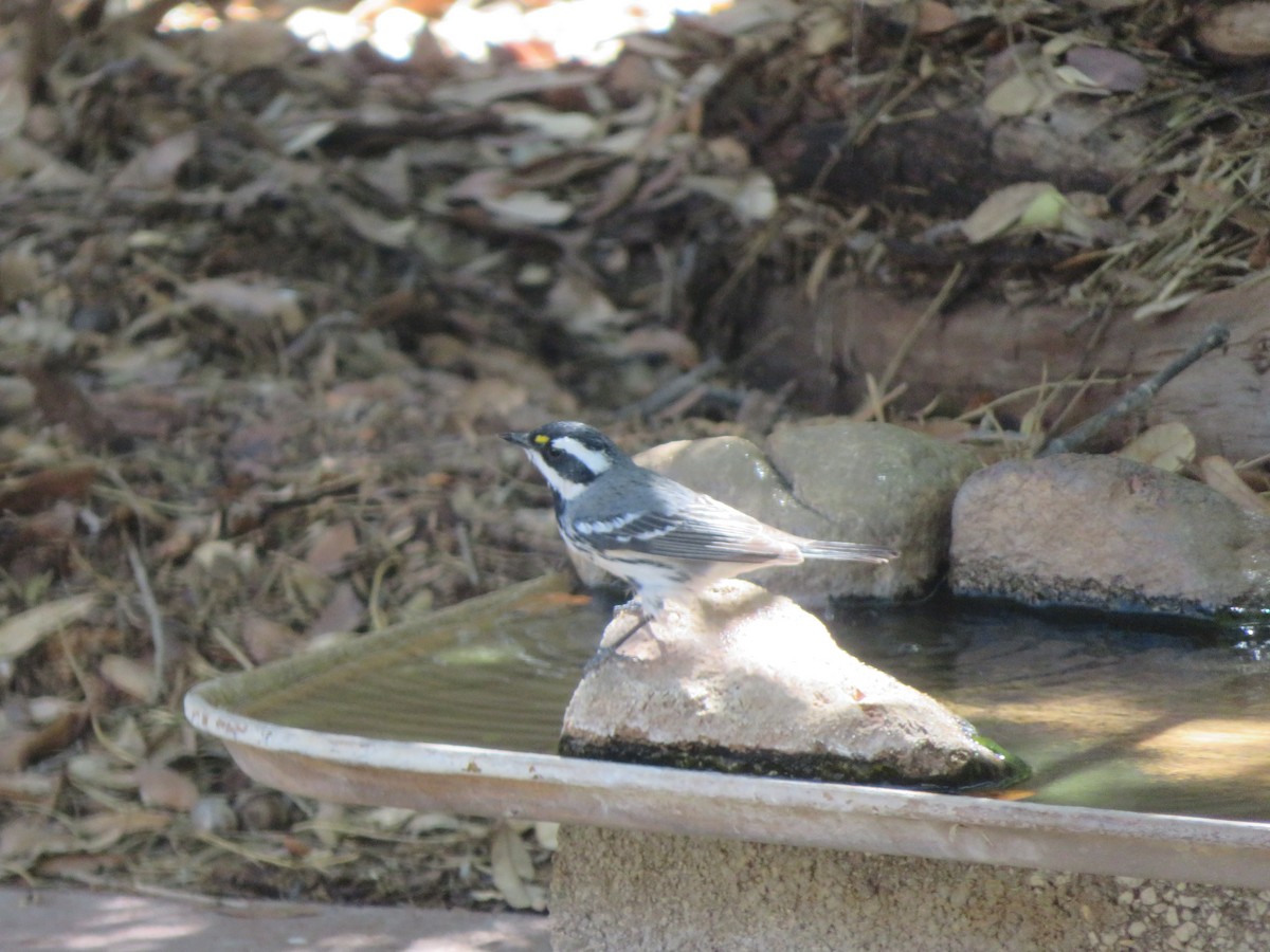 Black-throated Gray Warbler - ML634355398