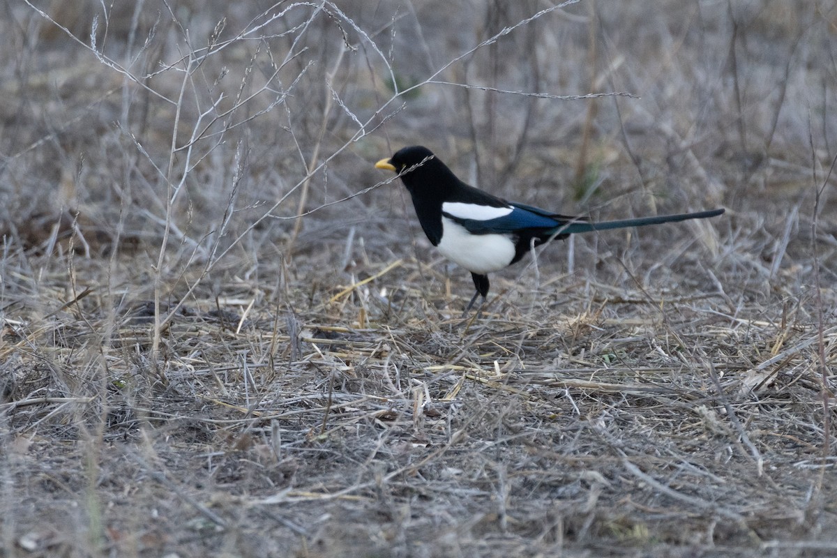 Yellow-billed Magpie - ML634355485