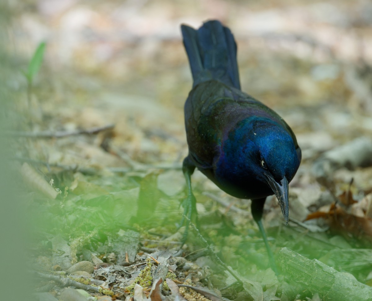 Common Grackle - ML634355496