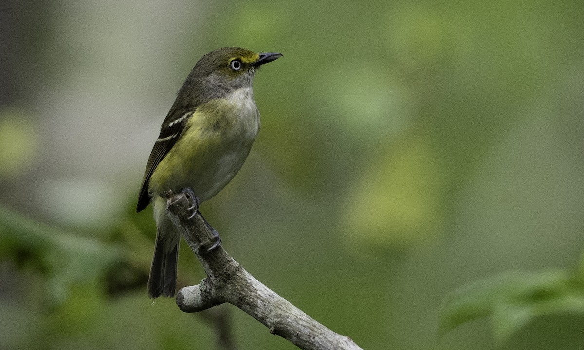 White-eyed Vireo - ML634355578