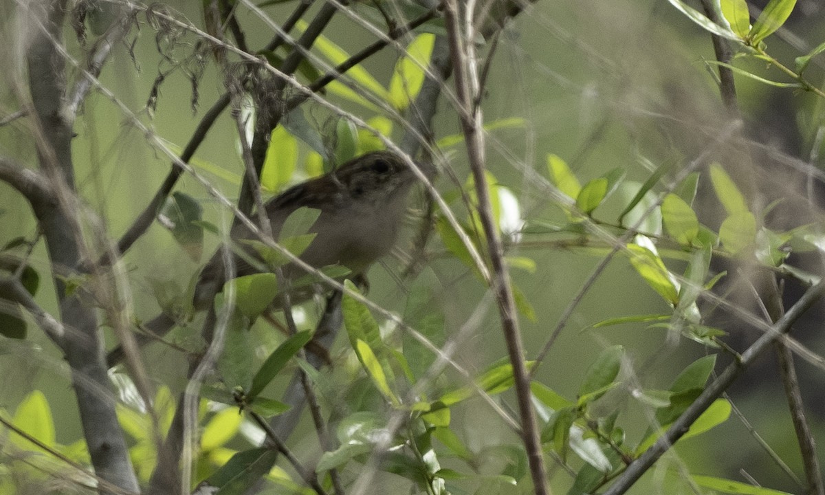 Bachman's Sparrow - ML634355599