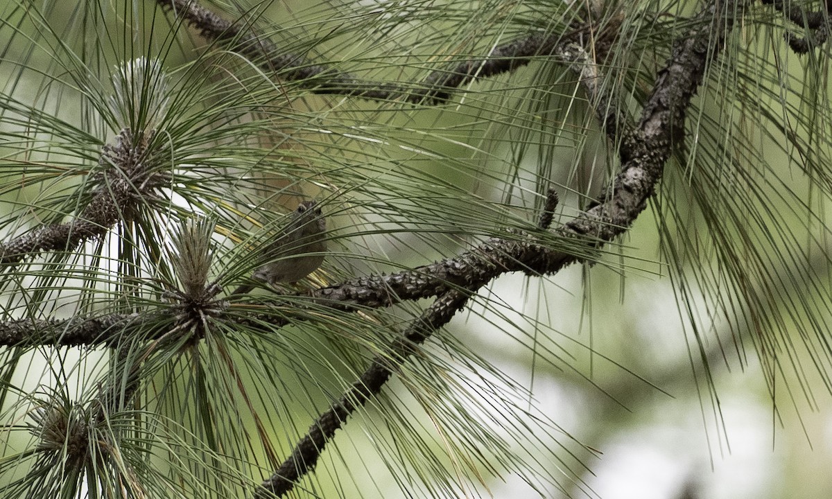 Bachman's Sparrow - ML634355600