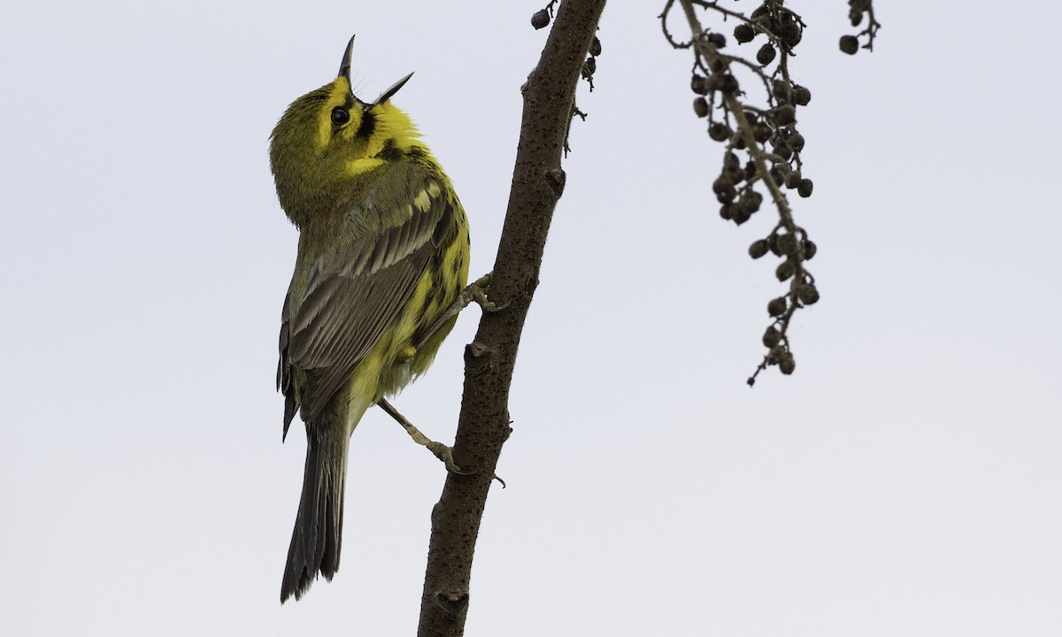 Prairie Warbler - ML634355637