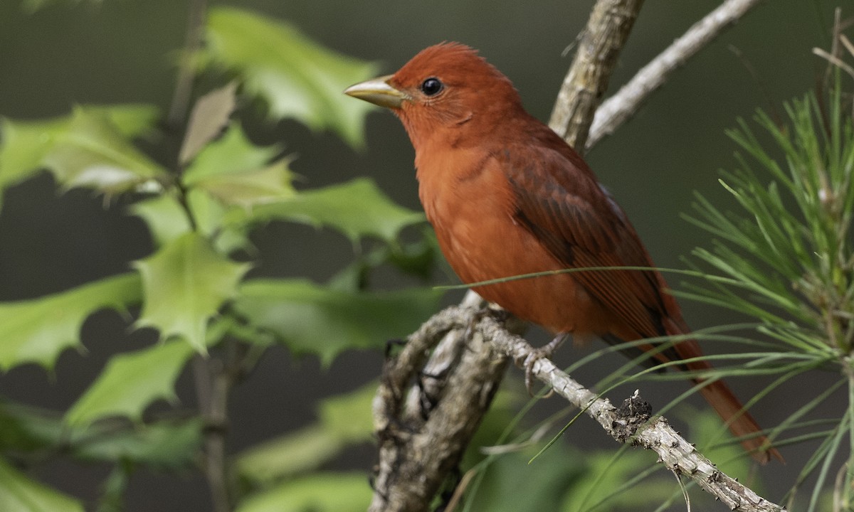 Summer Tanager - ML634355647