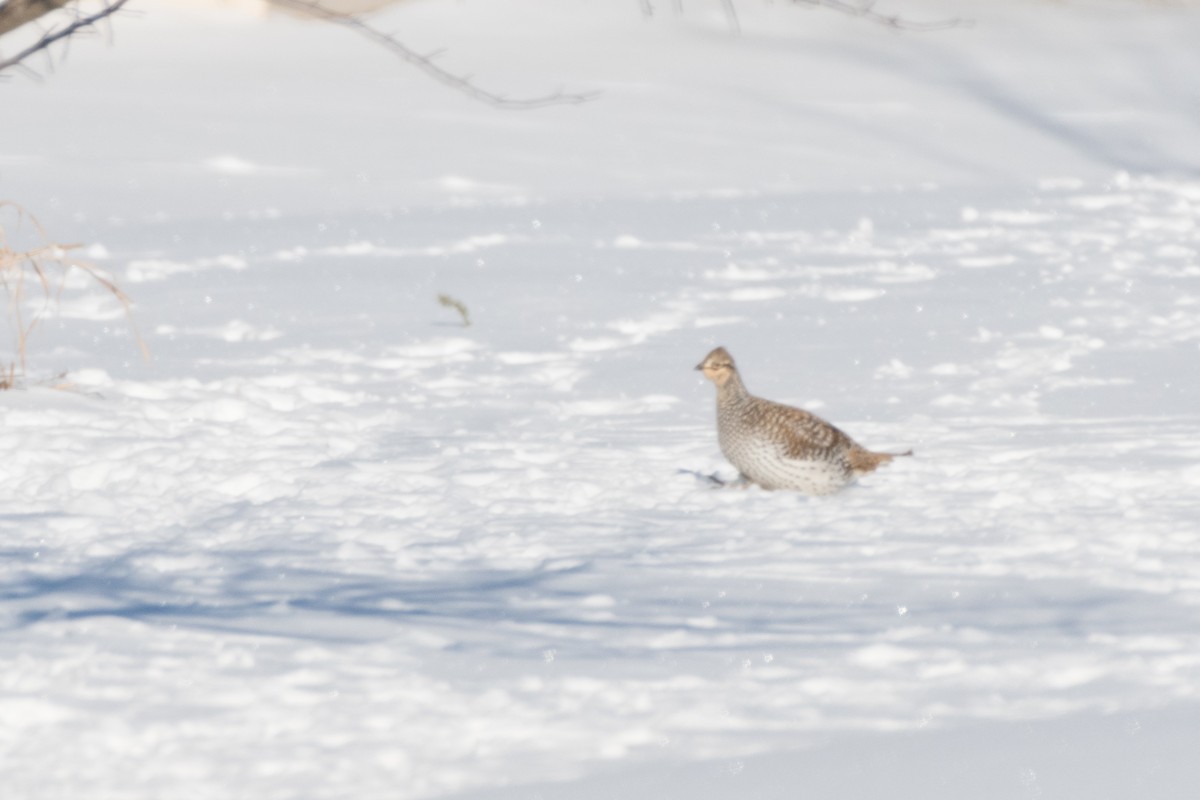 Sharp-tailed Grouse - ML634355714