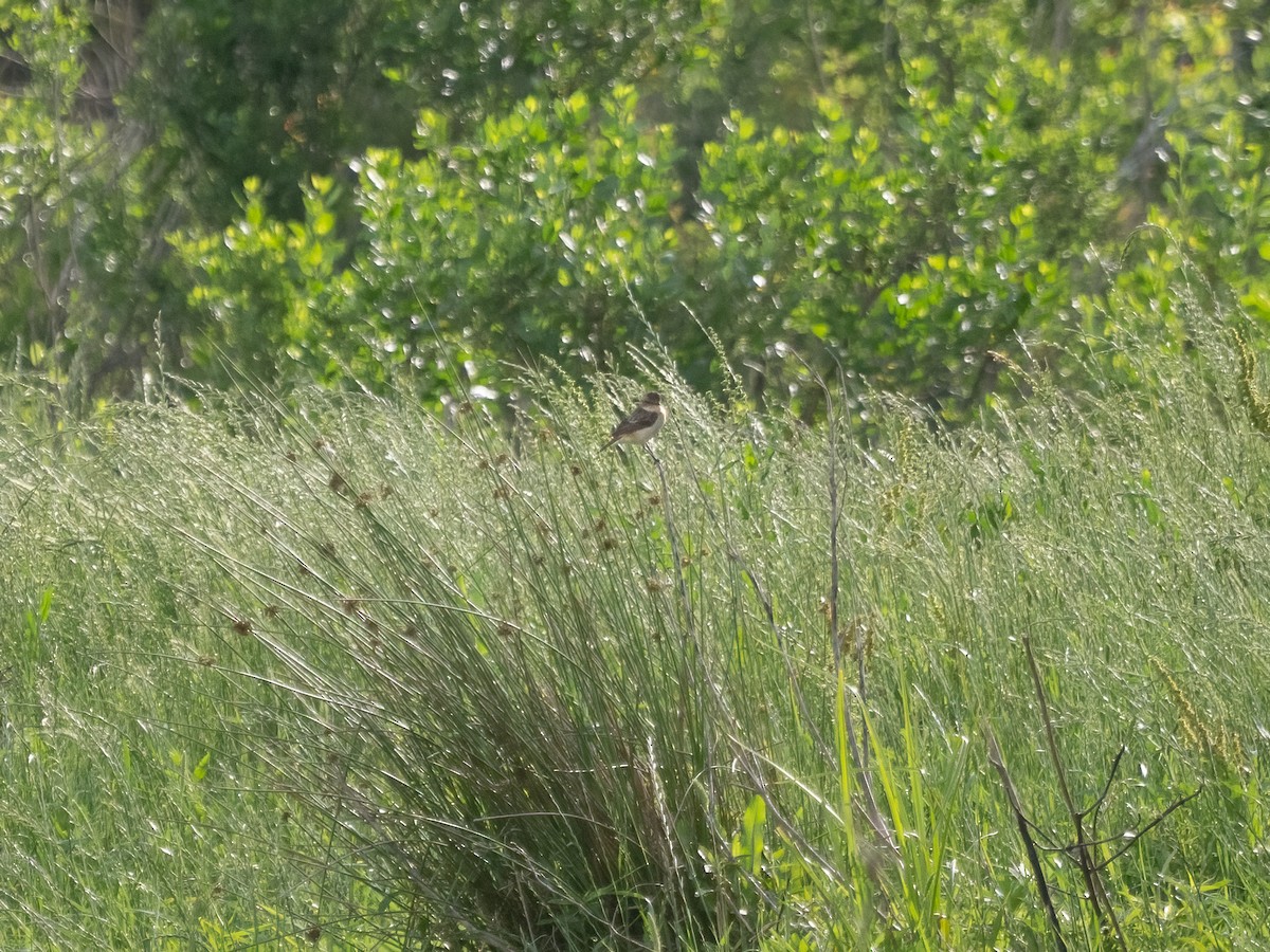 Amur Stonechat - ML634355731