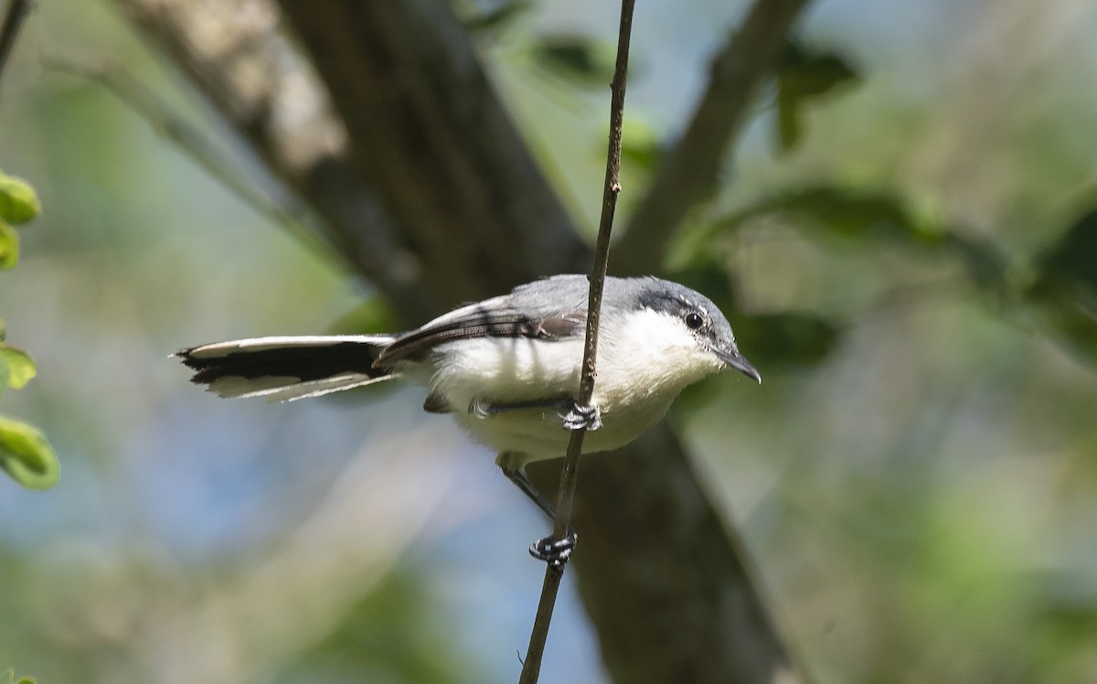 Tropical Gnatcatcher (atricapilla) - ML634355939