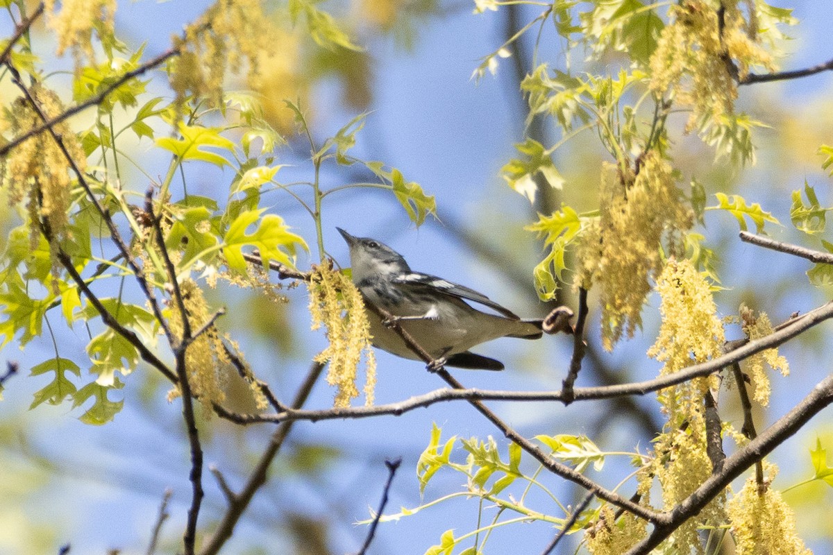 Cerulean Warbler - ML634355988