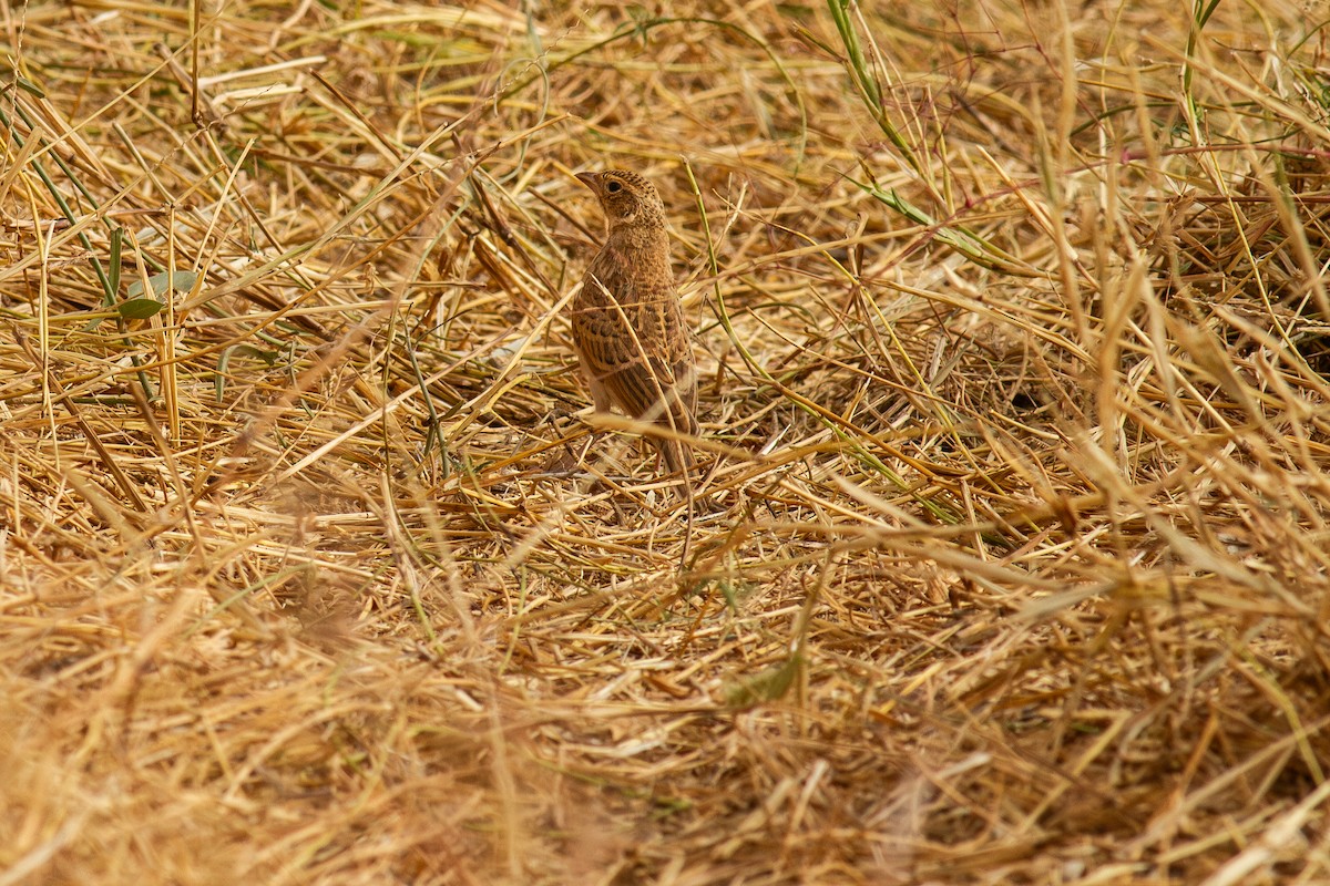 Singing Bushlark (Singing) - ML634356052