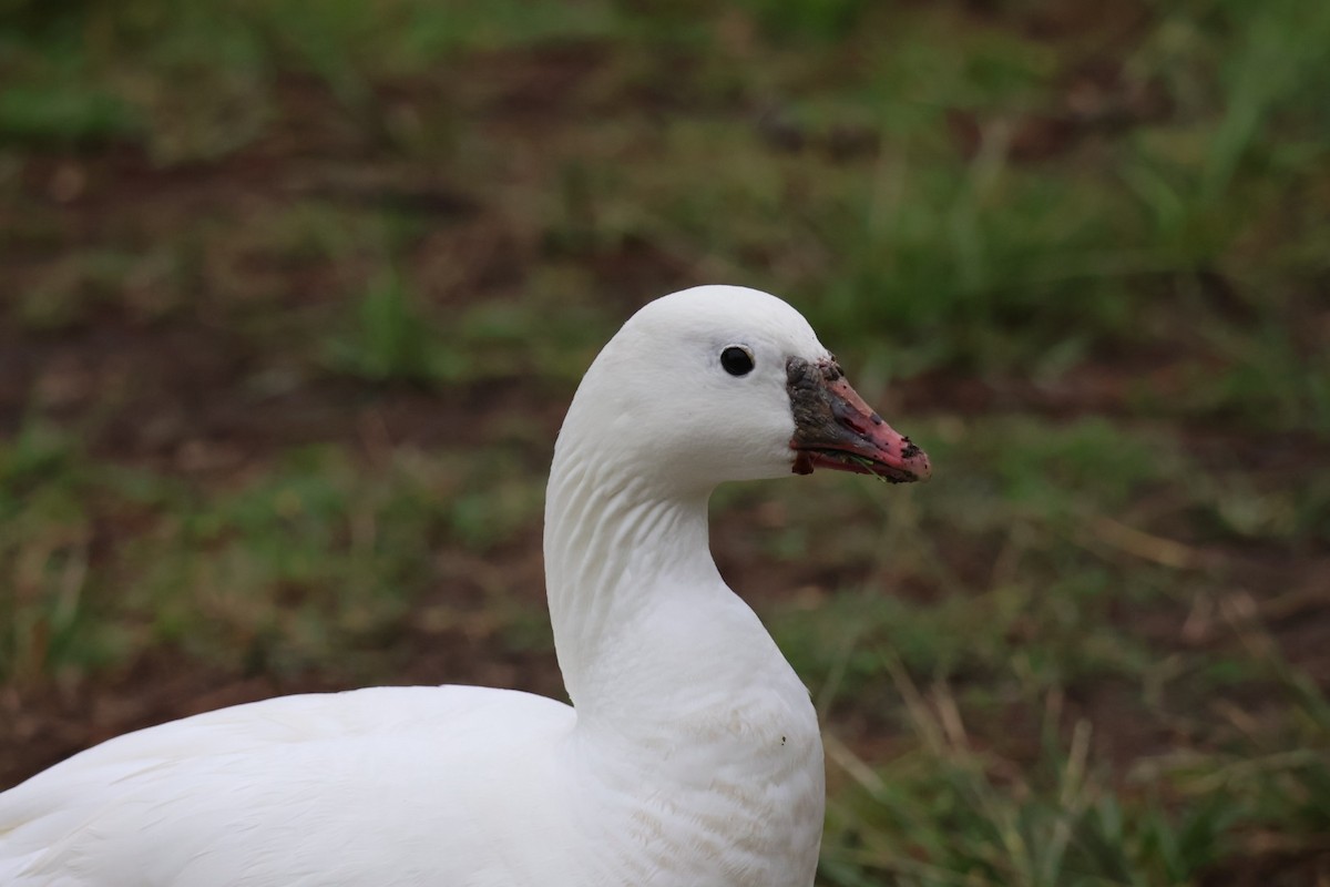 Snow x Ross's Goose (hybrid) - ML634356255