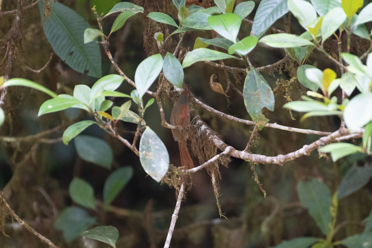 Red-faced Spinetail - ML634356411