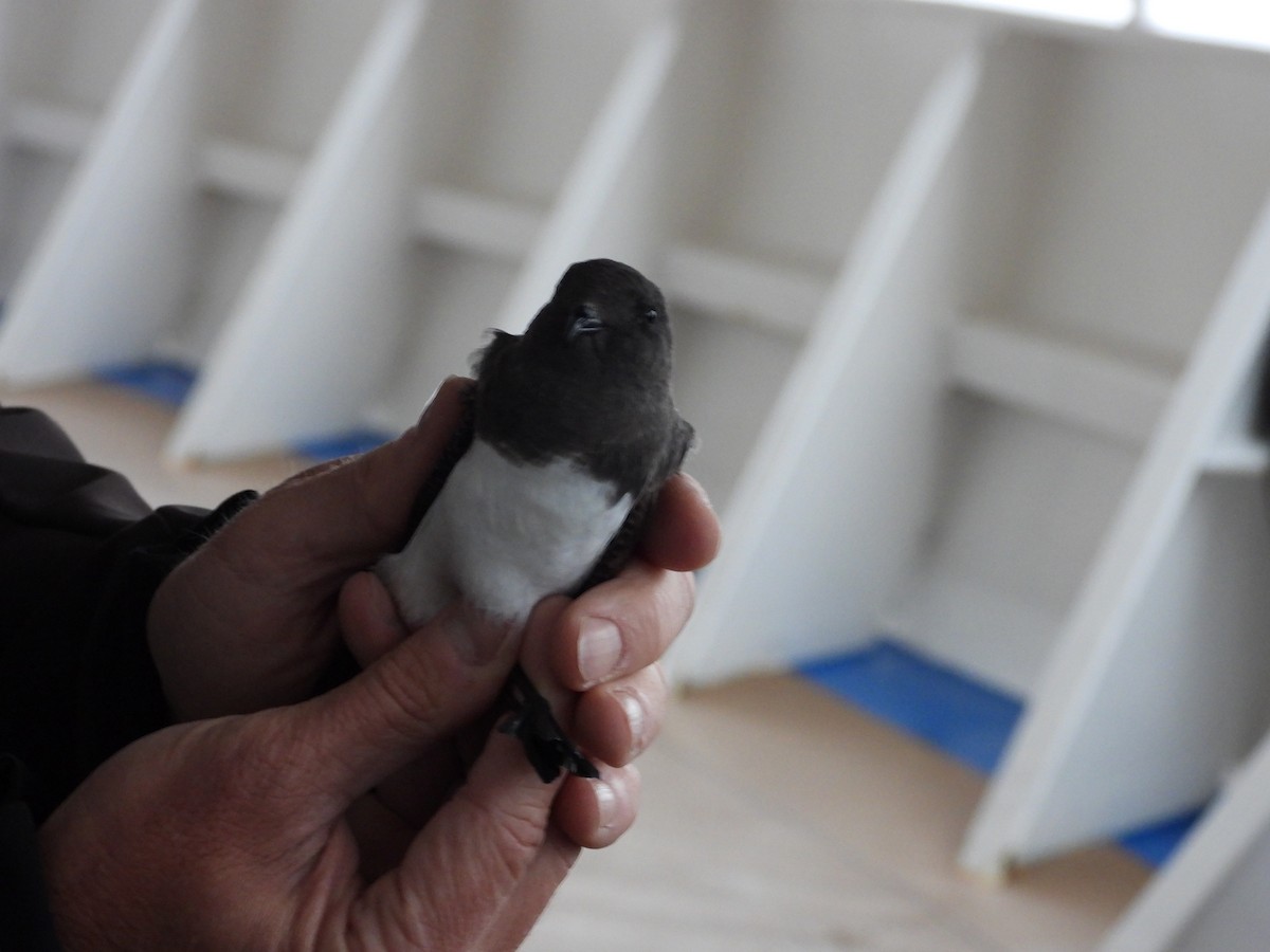 White-bellied Storm-Petrel - ML634356417