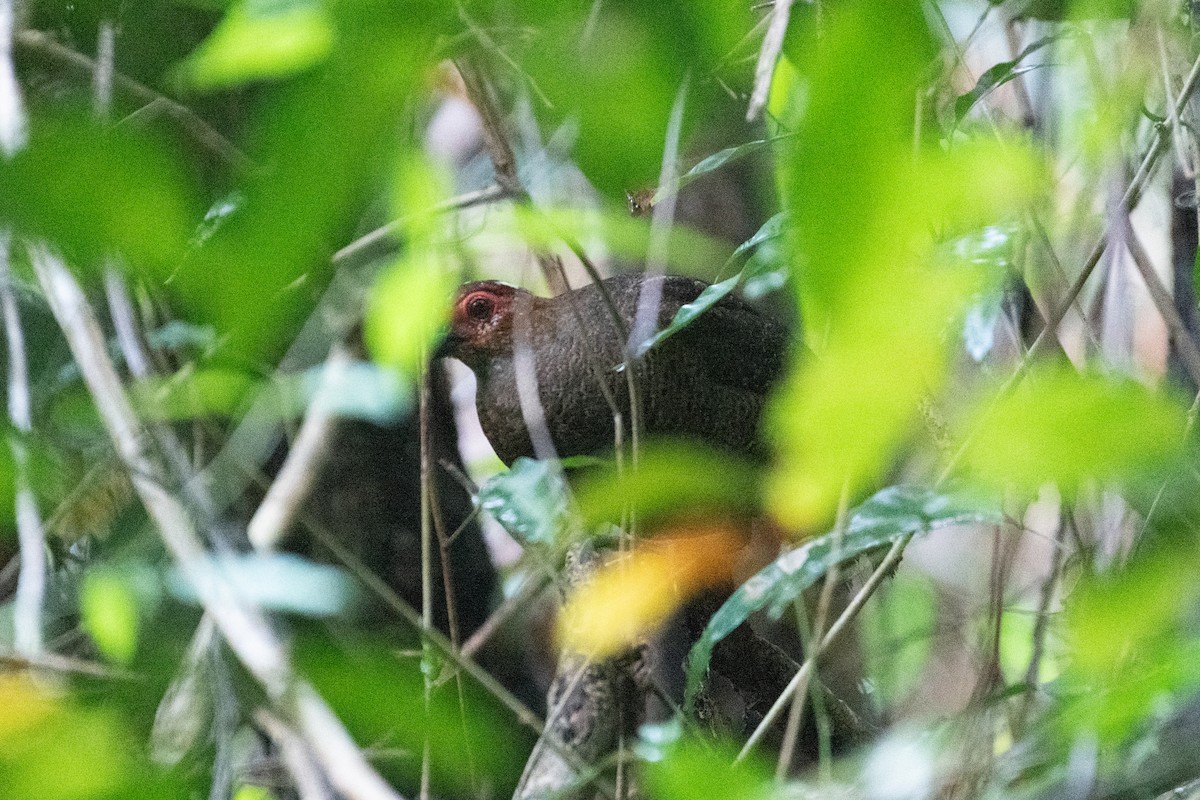 Marbled Wood-Quail - ML634356496