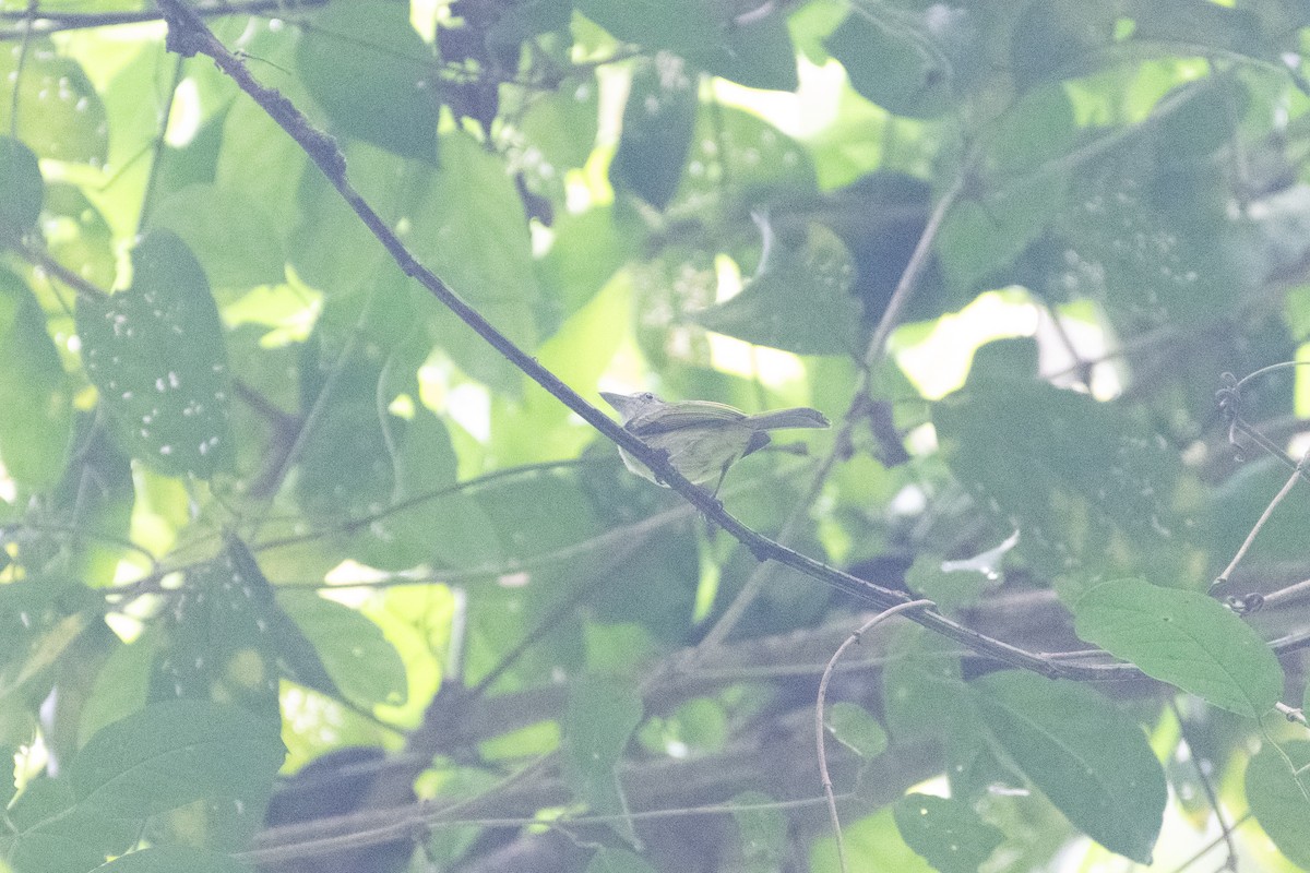 Yellow-olive Flatbill - ML634356567