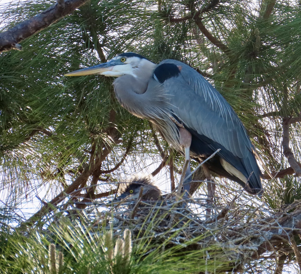 Great Blue Heron - ML634356732