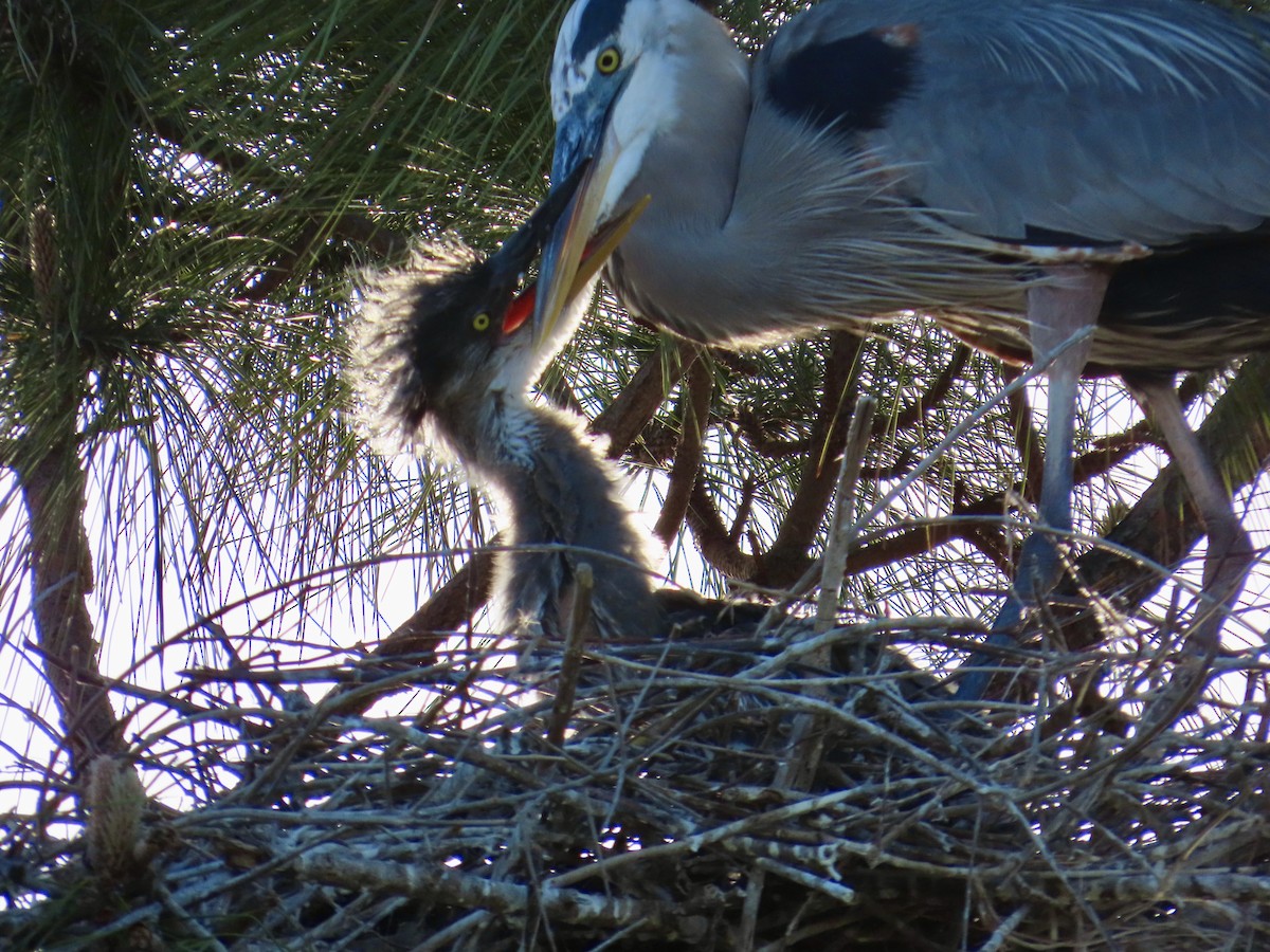 Great Blue Heron - ML634356733