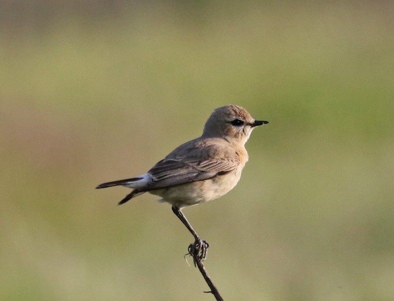 沙䳭 - ML634356741