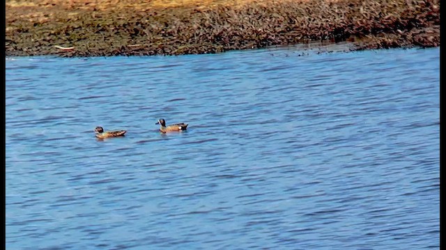 Blue-winged Teal - ML634356765