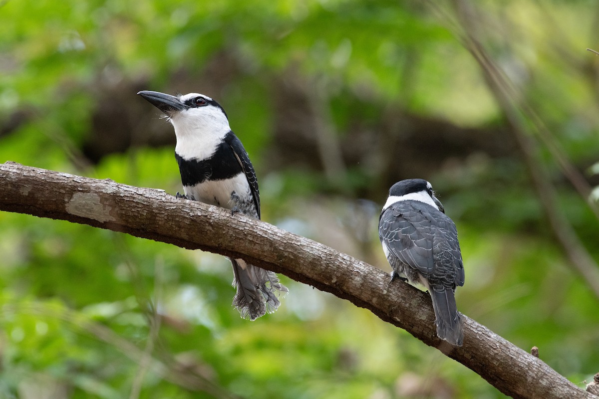 White-necked Puffbird - ML634356860