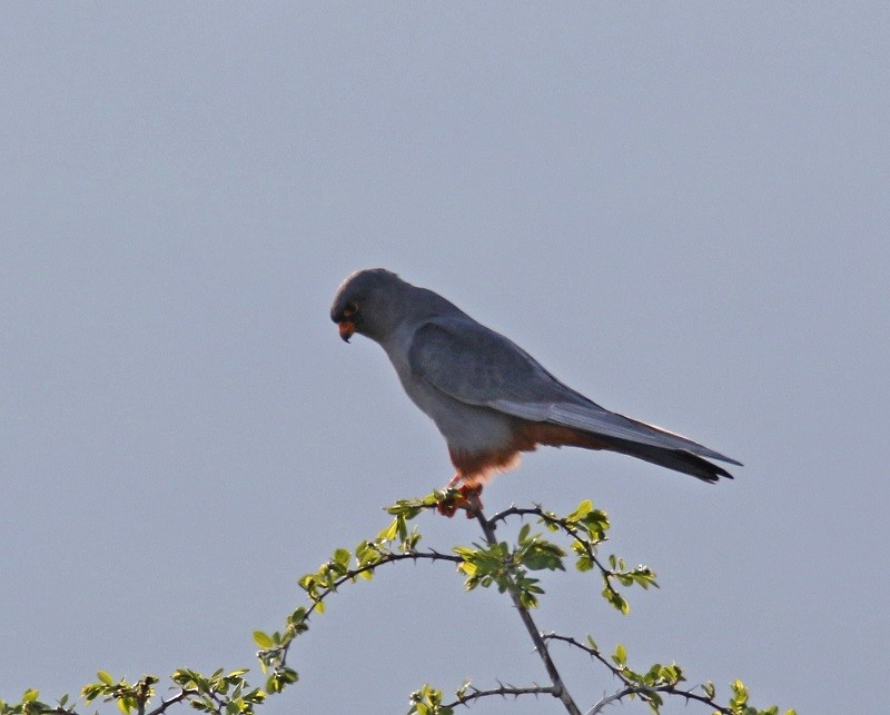Red-footed Falcon - ML634356892