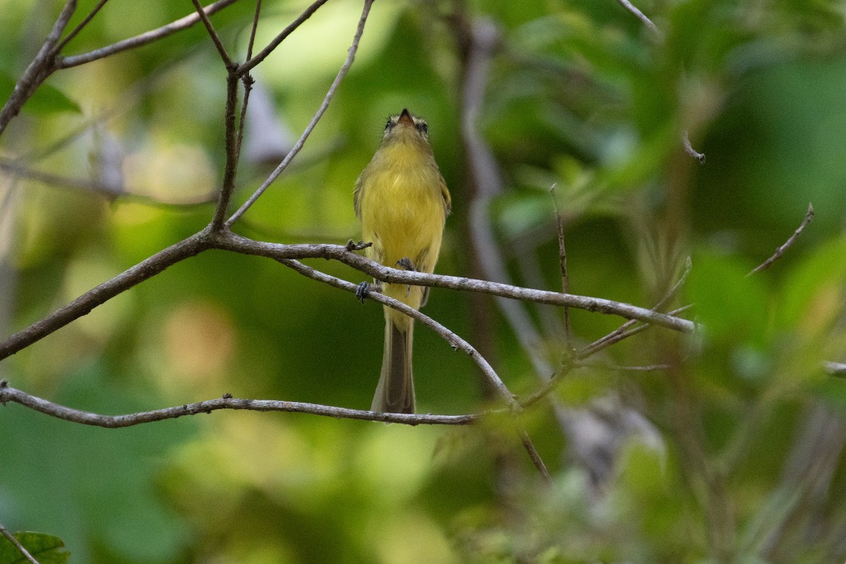 Yellow Tyrannulet - ML634356964