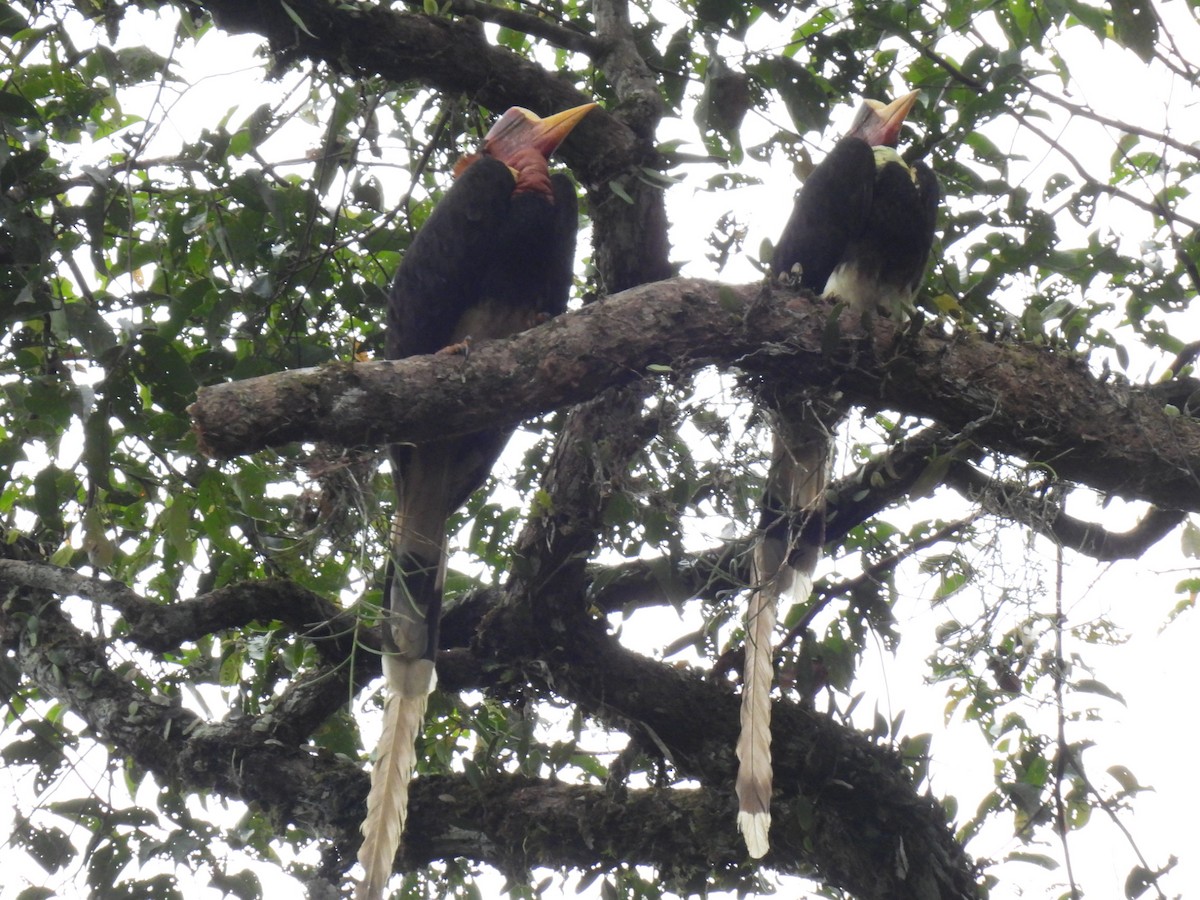 Helmeted Hornbill - ML634357001