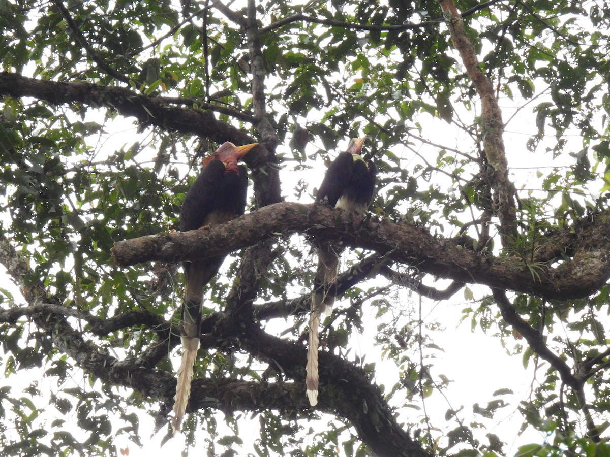 Helmeted Hornbill - ML634357002