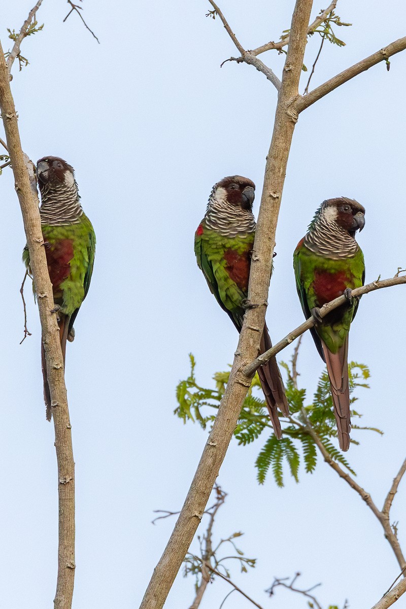 Gray-breasted Parakeet - ML634357077