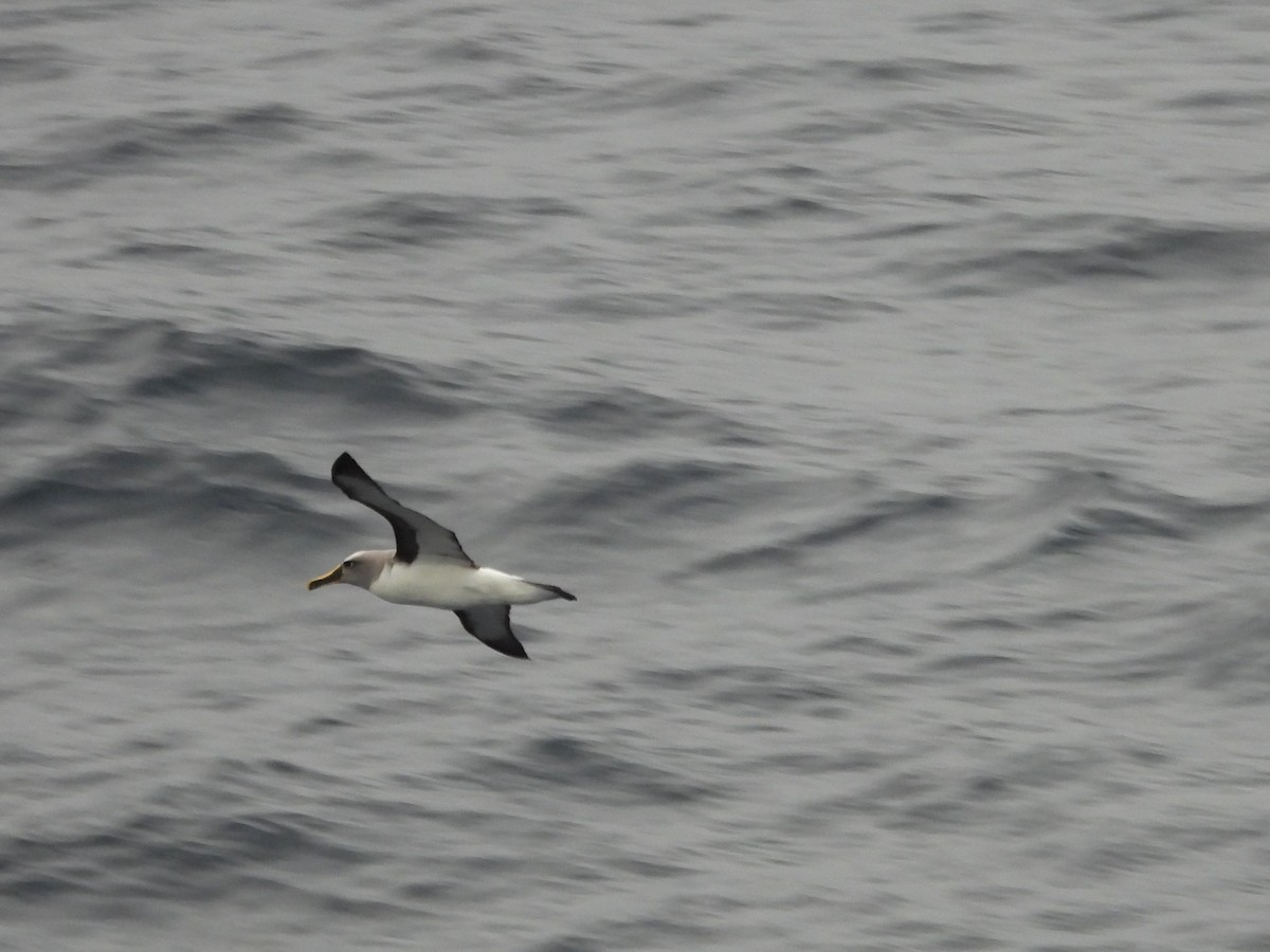 Buller's Albatross - ML634357092