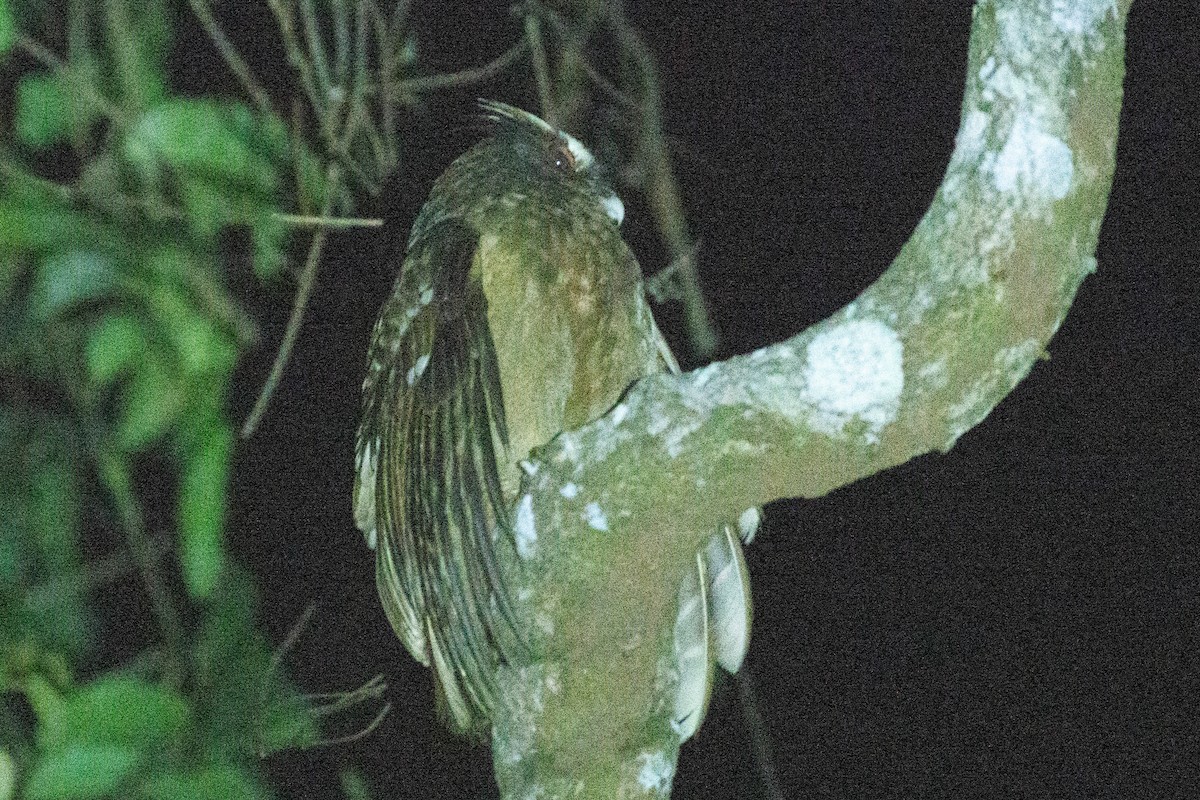 Crested Owl - ML634357103