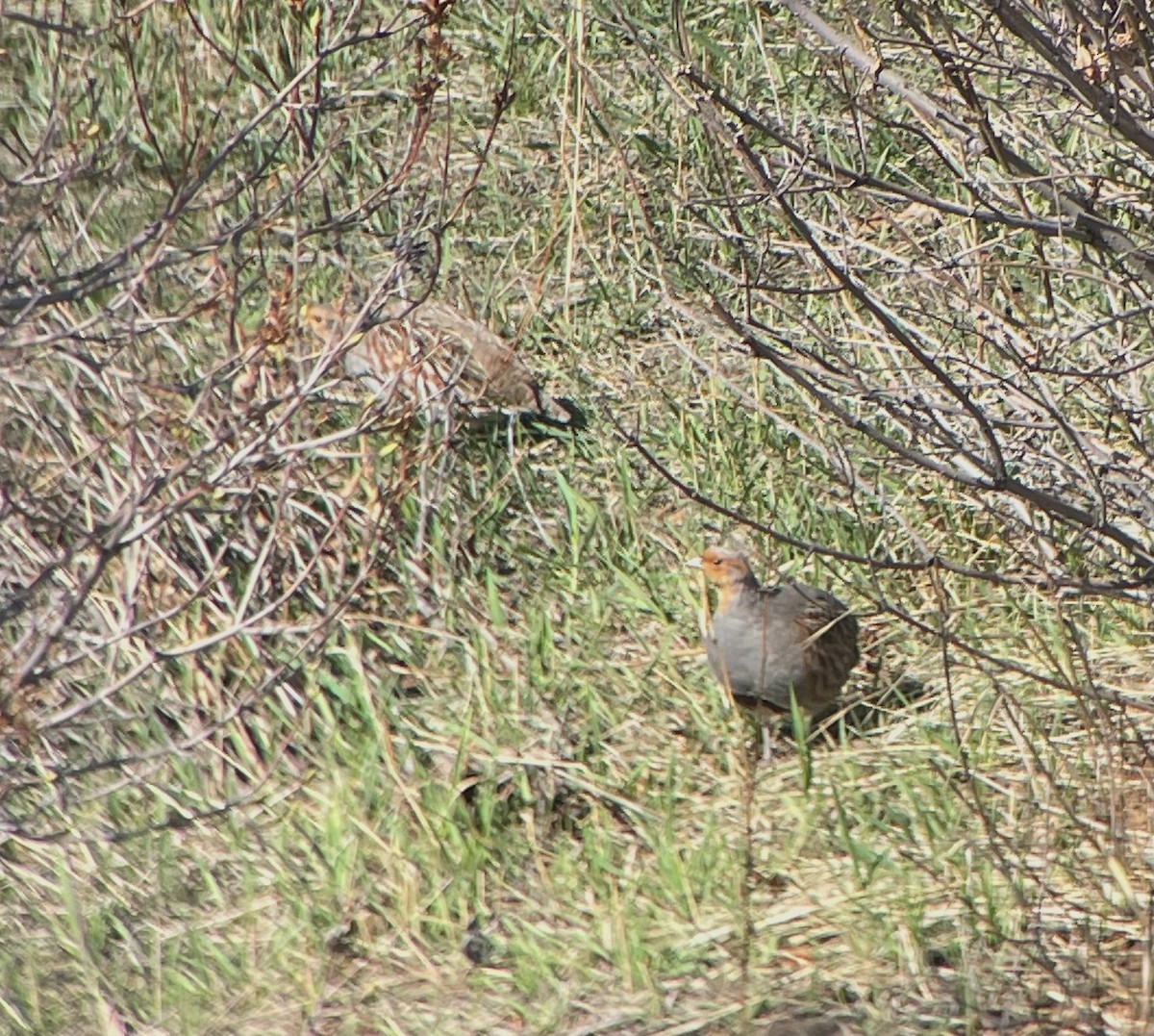 Gray Partridge - ML634357123