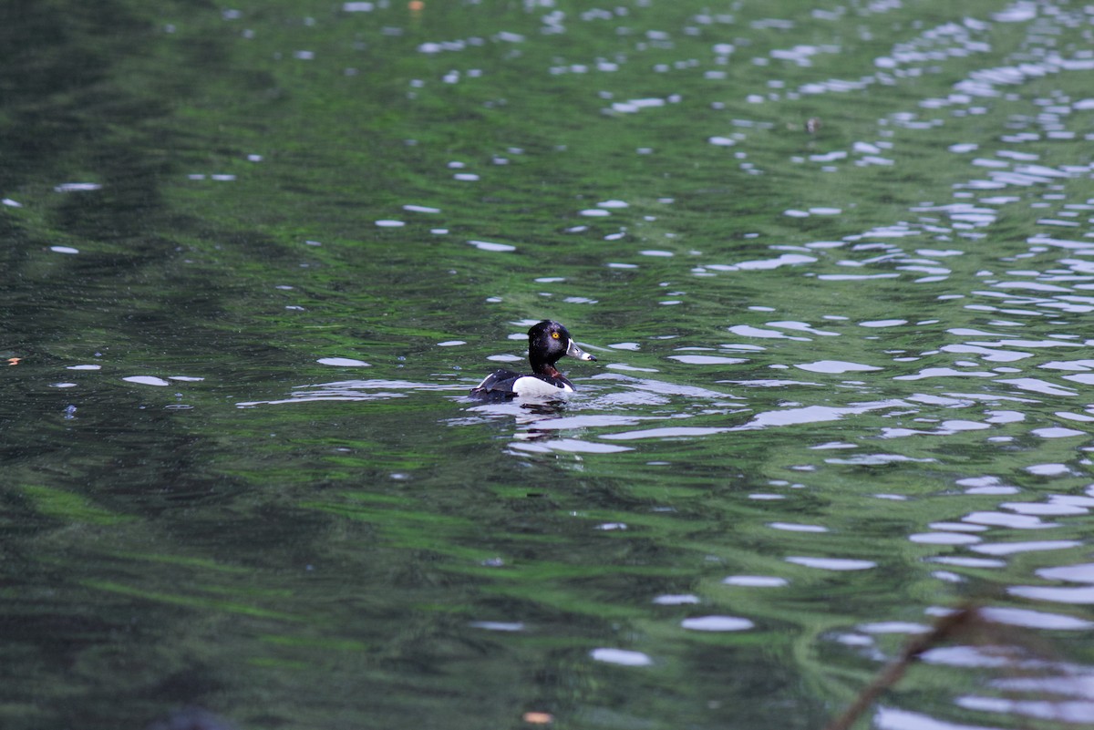 Ring-necked Duck - ML634357164