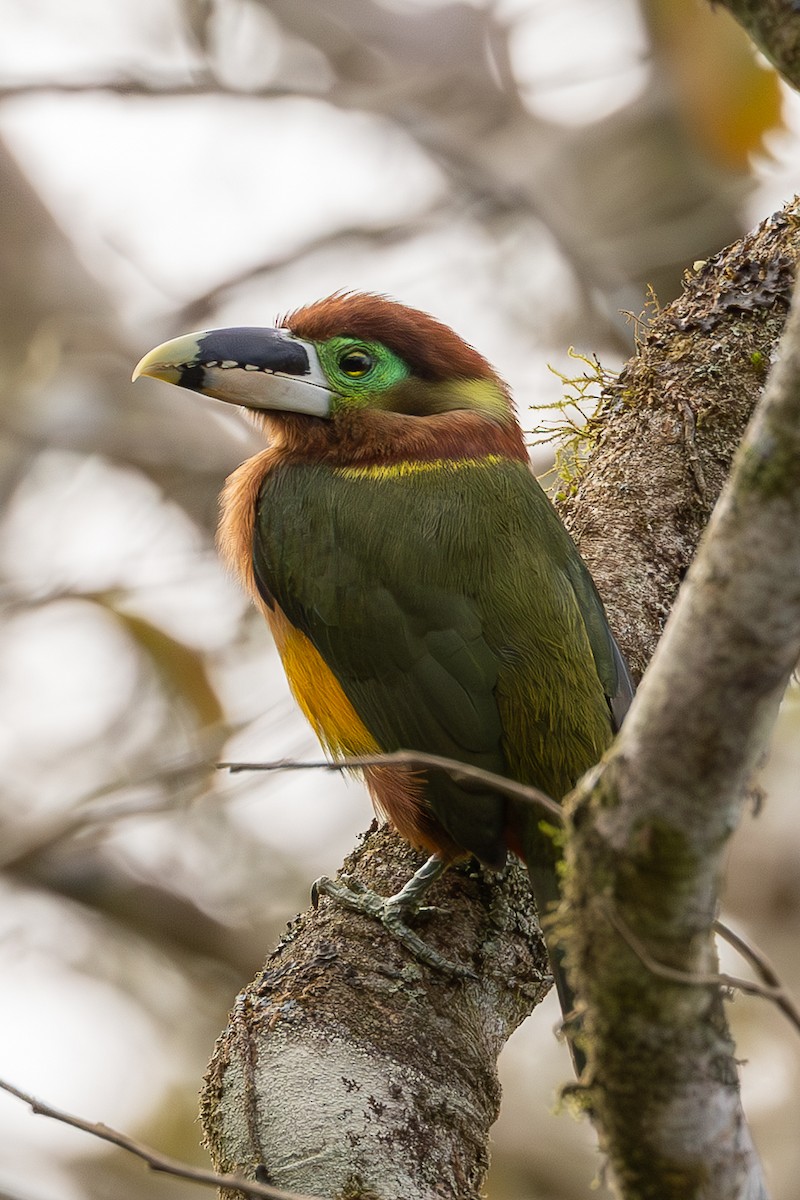 Gould's Toucanet - ML634357165